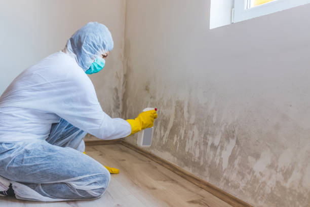 Licensed Mold Inspection service in Bloomington, TX - WQB Mold Removal